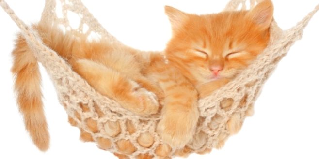 Schlummertaste abgewöhnen